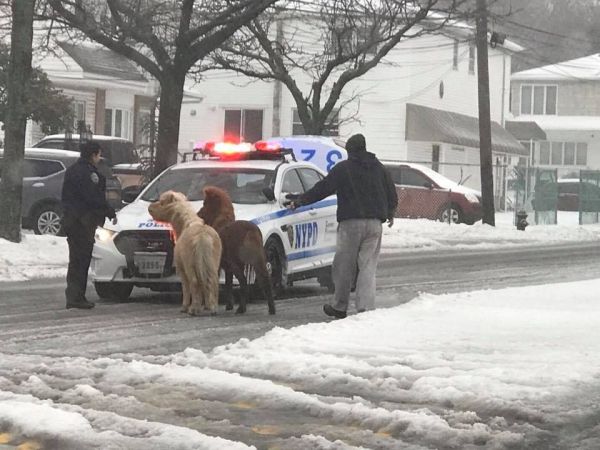 Two Miniature Ponies in Staten Island Sure Enjoyed the Snow Day Two Miniature Ponies in Staten Island Sure Enjoyed the Snow Day