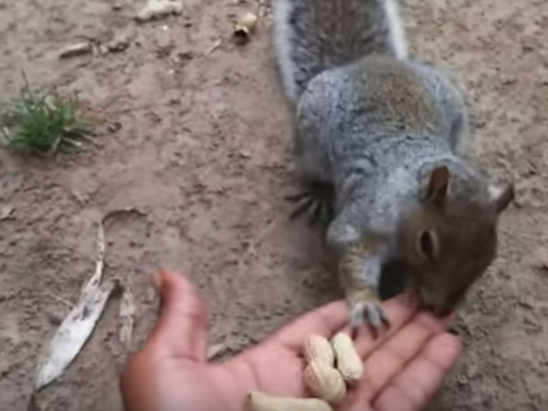 'Rabid' Squirrel Terrorizing Brooklyn Caught On Video MidBite
