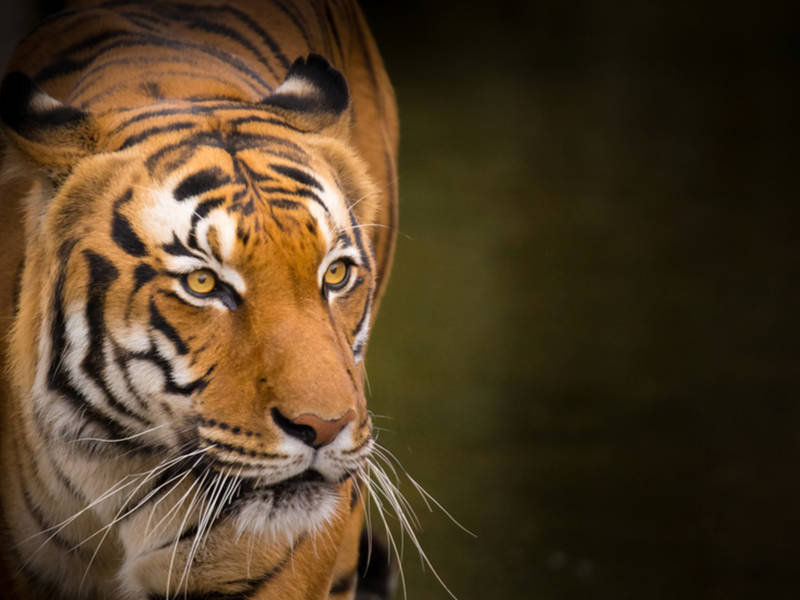 Reports Of Tiger In Washington Heights Lead To Capture Rac Reports Of Tiger In Washington Heights Lead To Capture Rac