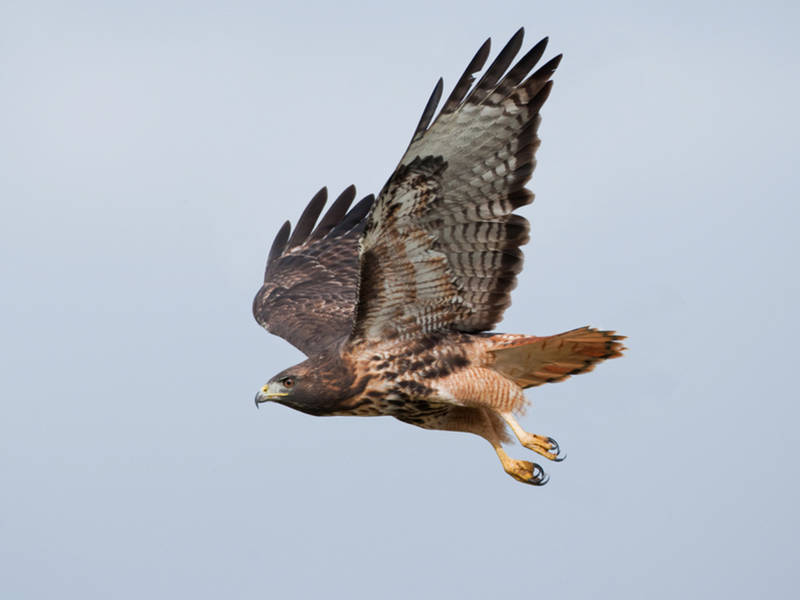 eagle takes dog eagle takes dog