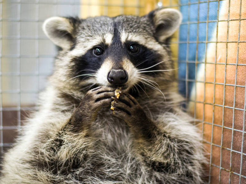 Rabid Raccoon Found In East Brunswick | East Brunswick, NJ Patch