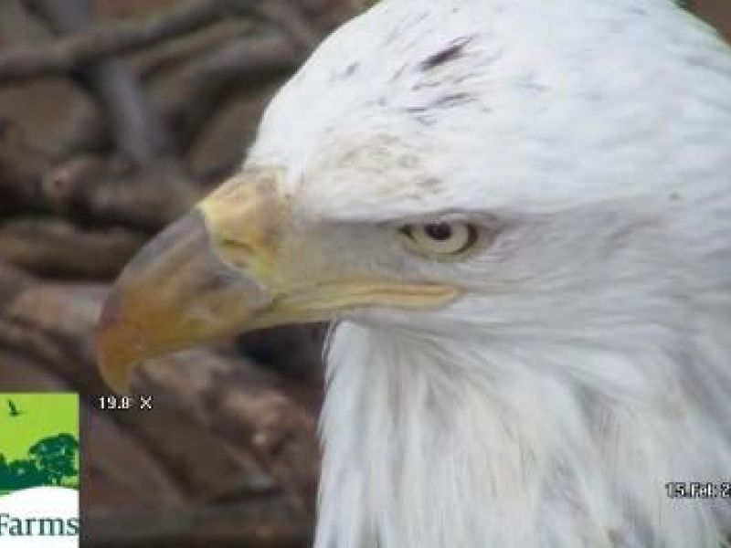 WATCH: New Female Bald Eagle Lands In Duke Farms' Nest | Hillsborough