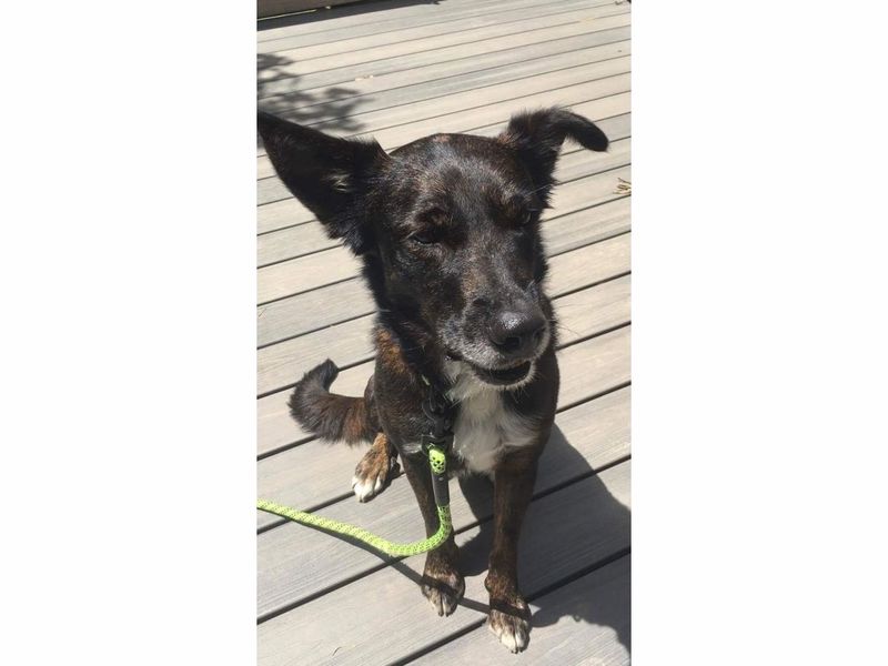 Best Friend Dog And Adoption Cranford Best Friend Dog And Adoption Cranford