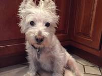 Jackson Is Westfields Pet Of The Week