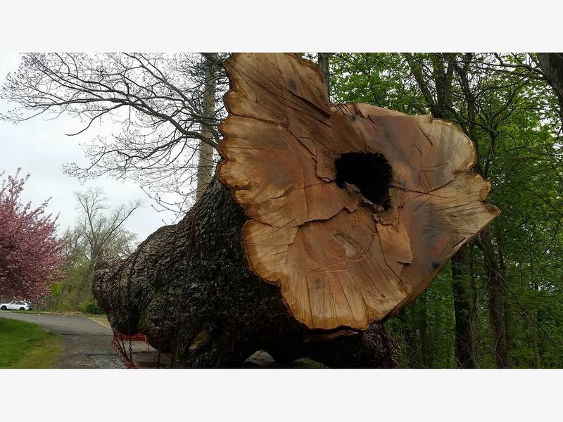 A Slice Of History Basking Ridge Oak Tree Is Full Of 'Surprises