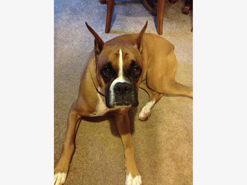 Pet Stores With Dogs For Sale In Nj Pet Stores With Dogs For Sale In Nj