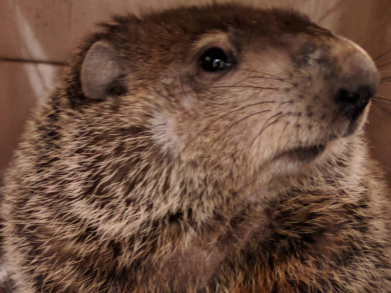 groundhog day 2018 georgia