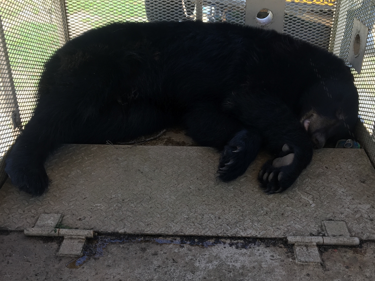 Atlanta Black Bear Caught, Moved To North Atlanta, GA Patch