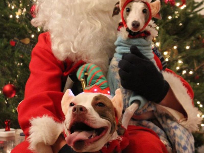 PHOTOS Adorable Pets Meet Santa at Woburn Animal Hospital Woburn, MA