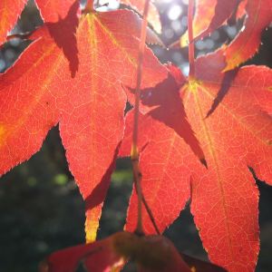 Fall Foliage Peak Season: When to See the Leaves