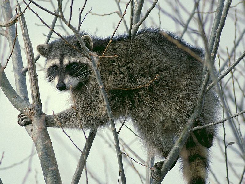 U.S. Park Police Officer Tries to Shoot Raccoon, Shoots His Own Foot