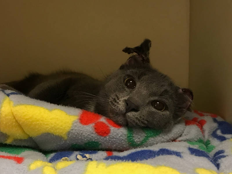 Cat Rescue Columbia Md Cat Rescue Columbia Md