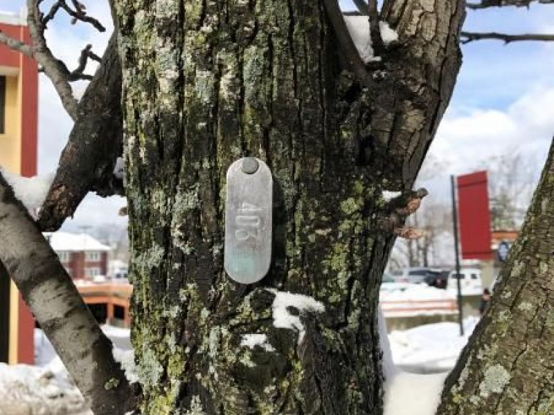 Arlington Federal Credit Union >> What Are Those Metal Tags on Waltham's Trees? | Waltham, MA Patch Arlington Federal Credit Union >> What Are Those Metal Tags on Waltham's Trees? | Waltham, MA Patch