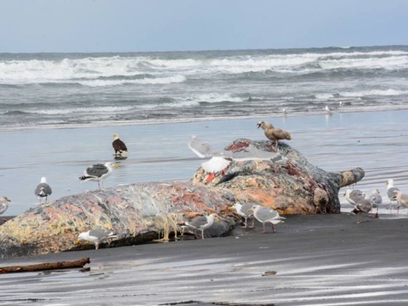 oregon coast whale dead sperm whale washes ashore will oregon coast whale dead sperm whale washes ashore will