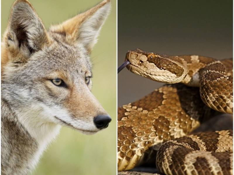 Video Shows Coyote Fight A Rattlesnake Report Phoenix, AZ Patch