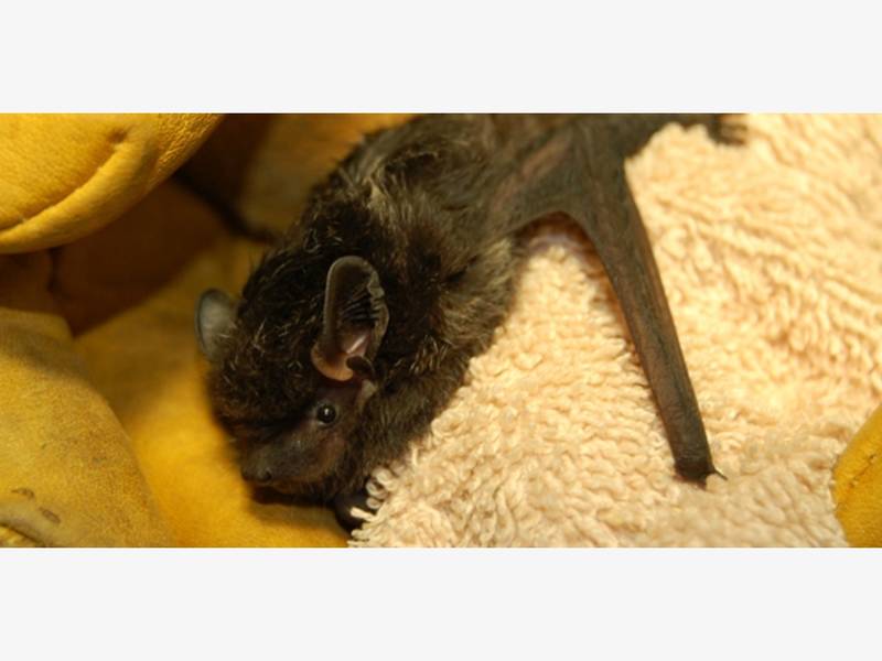 Forest Park Bat Bites Man Jogging At Night, Man Is Recovering