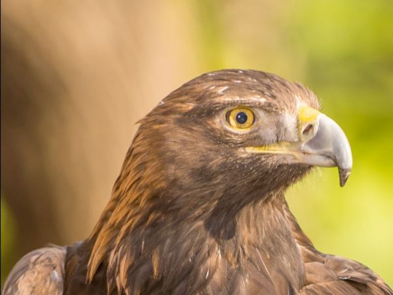 lindsay wildlife experience to host faces of wildlife lindsay wildlife experience to host faces of wildlife