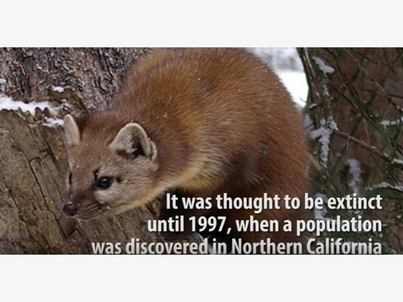 Humboldt Marten Closer To Endangered Species Status | Healdsburg, CA Patch