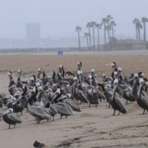 Cool Temps And Light Rain In Store For Studio City