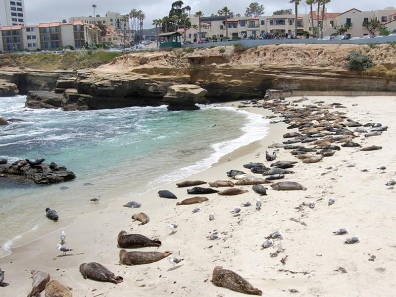 City Council Votes 7 1 To Eal La Jolla Children S Pool Ruling City Council Votes 7 1 To Eal La Jolla Children S Pool Ruling