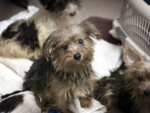 yorkie hoarding poway yorkie hoarding poway sentenced to probation poway ca patch yorkie hoarding poway yorkie hoarding poway sentenced to probation poway ca patch