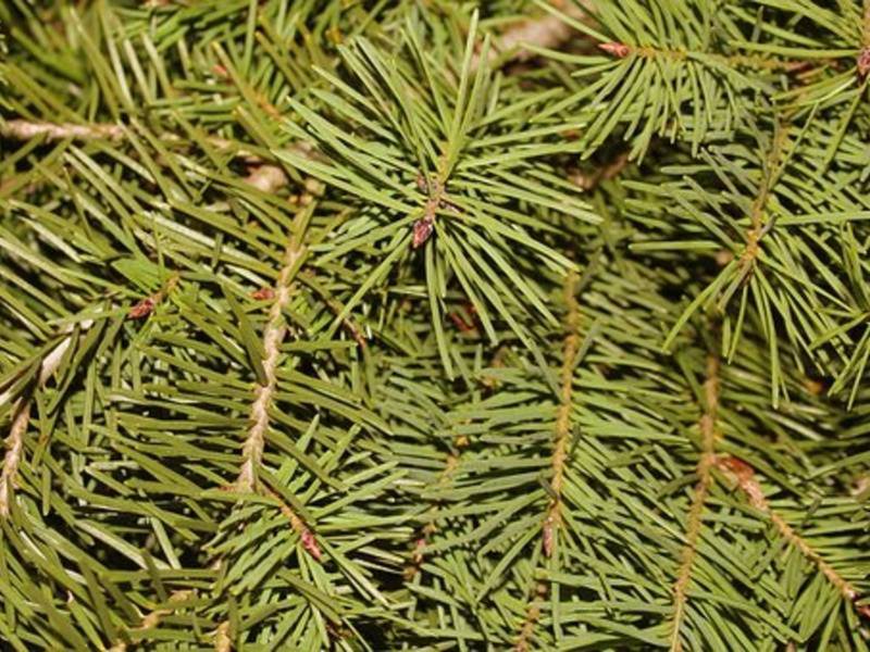 how to recycle your christmas tree in san diego san how to recycle your christmas tree in san diego san