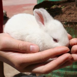 Baby Bunnies Advertised For Meat or Pets