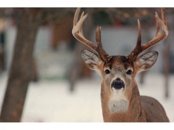 deer-1476810123-5725-1477069214-2367.jpg