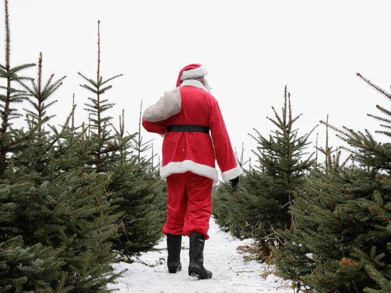 where to cut your own christmas tree in the milwaukee area balsam hills christmas tree