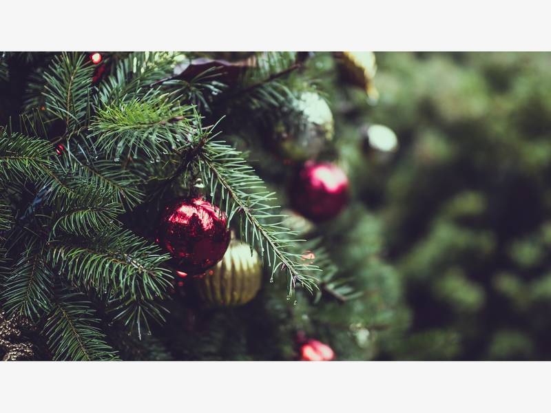 Pasco Offers Christmas Tree Recycling Land O' Lakes, FL Patch Pasco Offers Christmas Tree Recycling - Pasco Offers Christmas Tree Recycling Land O' Lakes, FL Patch