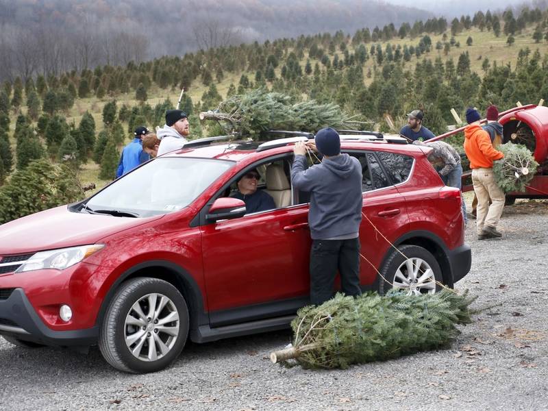 Best Christmas Tree Farm In Minnesota And Others You Can Visit Best Christmas Tree Farm In Minnesota And Others You Can Visit - Best Christmas Tree Farm In Minnesota And Others You Can Visit