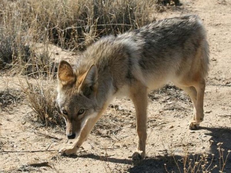 Coyotes A Hot Topic In Newport Beach | Newport Beach, CA Patch
