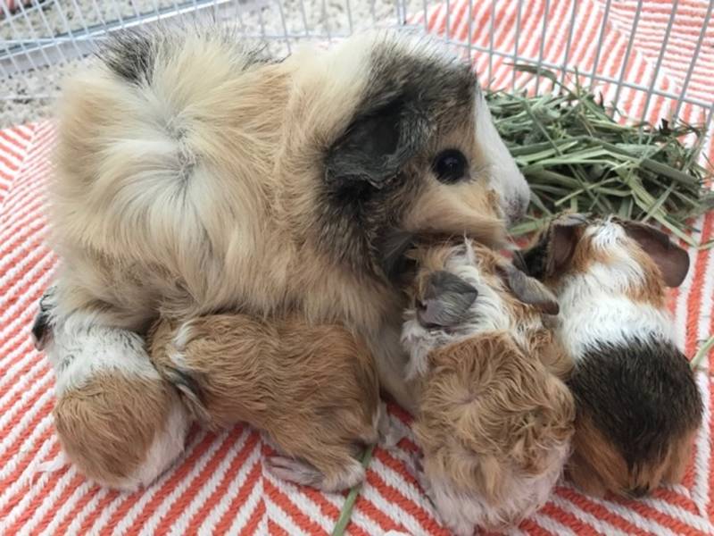 Pet Store Fail Mom Buys Pregnant Guinea Pig Lake Forest CA Patch