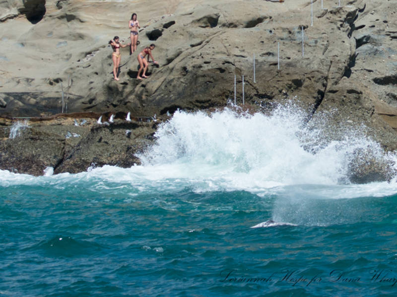 See Gray Whales Off Laguna Beach Shores: Whale Watching ...
