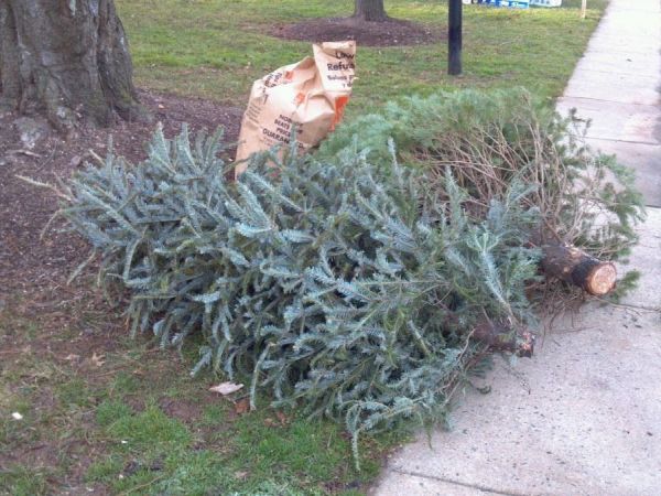reminder recycle your christmas tree at fort greene park reminder recycle your christmas tree at fort greene park