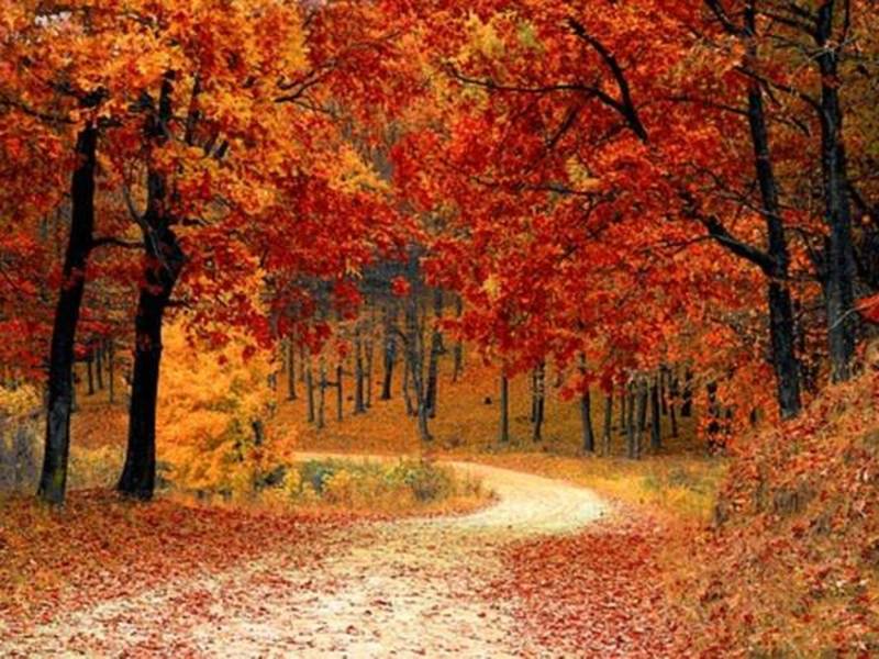 fall foilage in fairfax