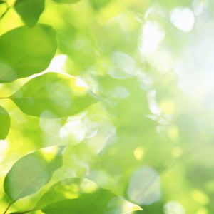 Calabasas Registers as a National Wildlife Federation Community Wildlife Habitat