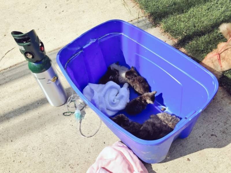 Cat Rescue Montgomery County Maryland Cat Rescue Montgomery County Maryland