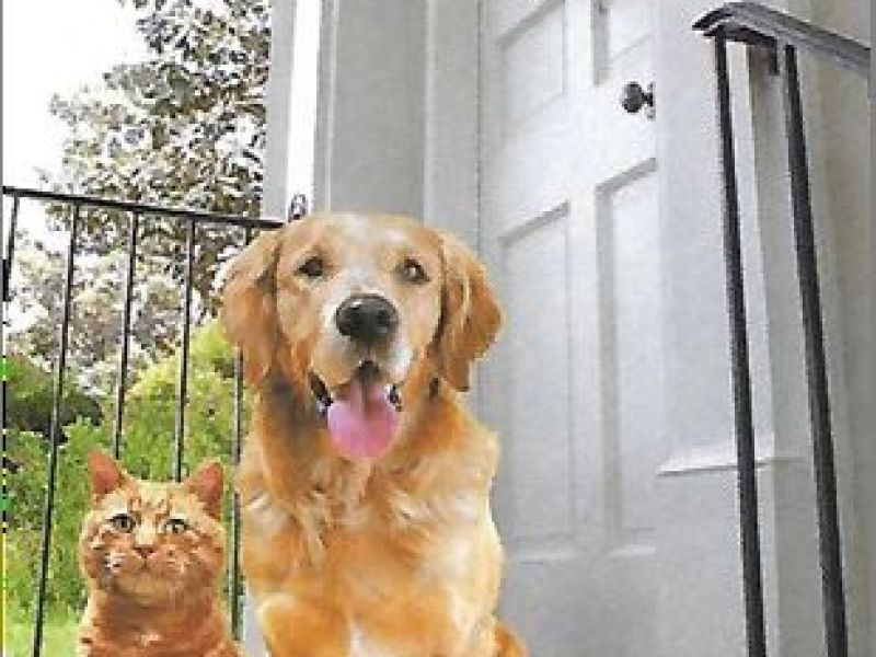Free Cat Levittown Pa Free Cat Levittown Pa