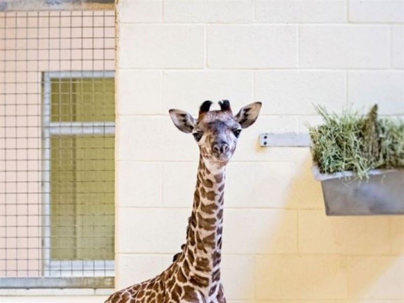 Nashville, Stop What You're Doing And Look At This Baby ...