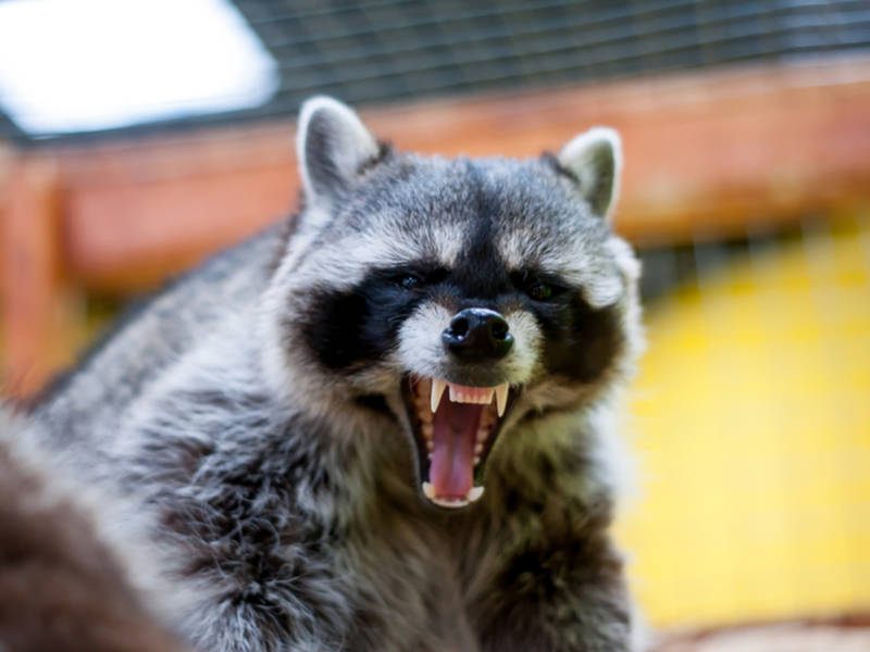 Sick Raccoon Attacked Two Dogs In Mendham Twp, Police Say Mendham, NJ