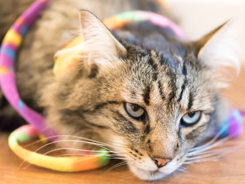 Cat Stuck In Couch Rescued By Parsippany Police Parsippany, NJ Patch