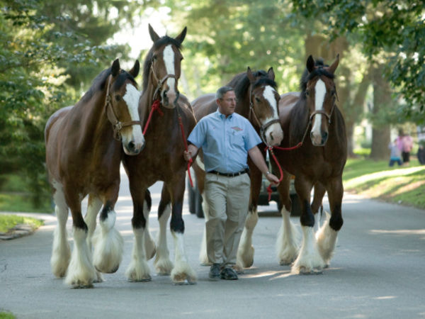 Budweiser Clydesdales Performing Friday, Saturday At Devon Horse Show