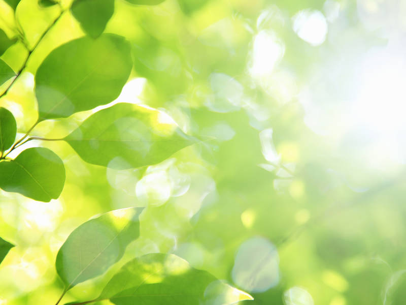 Malvern Borough Offering Free Shade Trees For Fall