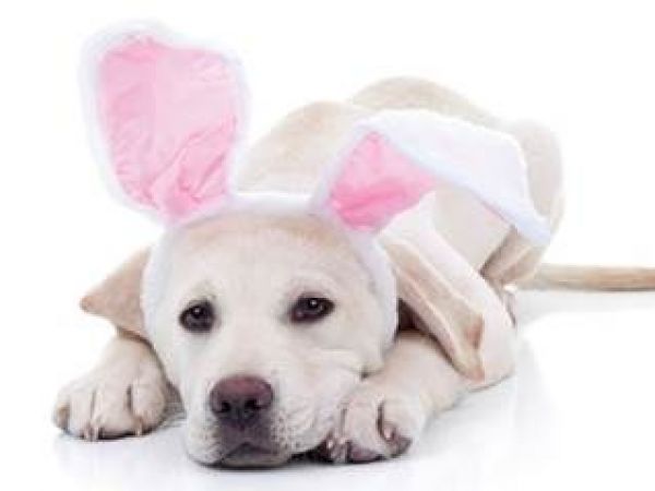 Easter Bunny Photos Available At Pentagon City Mall