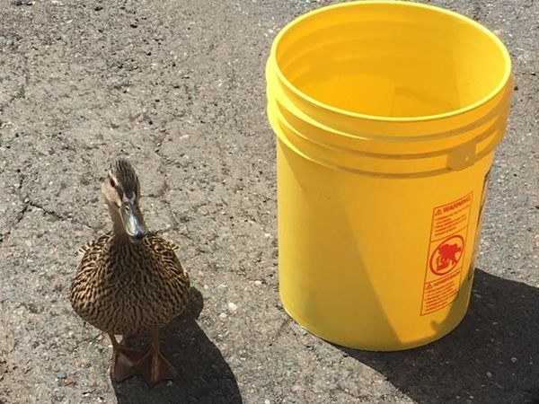 danvers police firefighters dpw rescue ducklings british works danvers ma