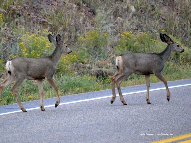 How Many Deer Are In Michigan Rubicondesigns