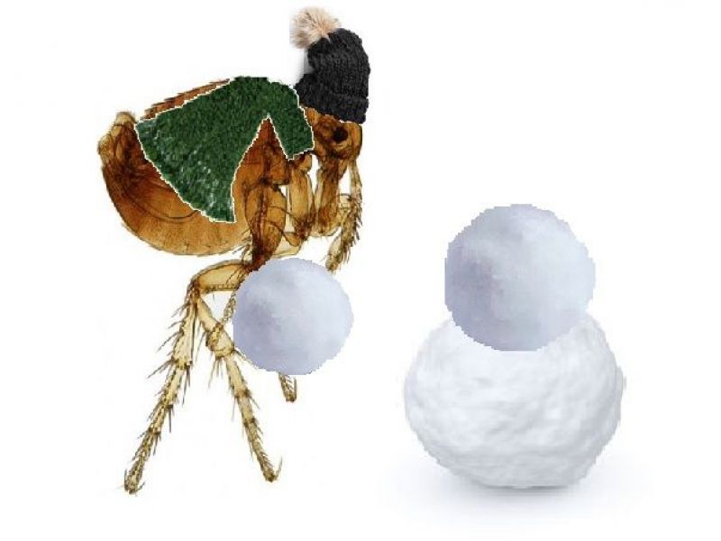 Fleas in the winter? Athens, GA Patch