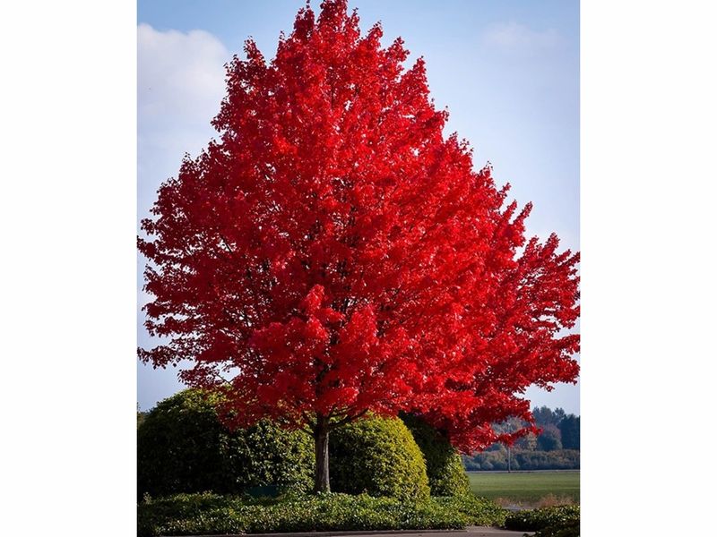 Connecticut's Most Native Tree's Avon, CT Patch