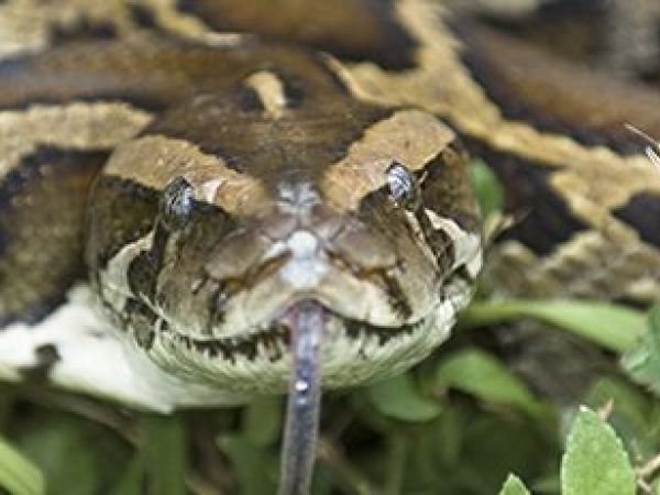Looking for a Career Change? Consider Becoming a Python Hunter